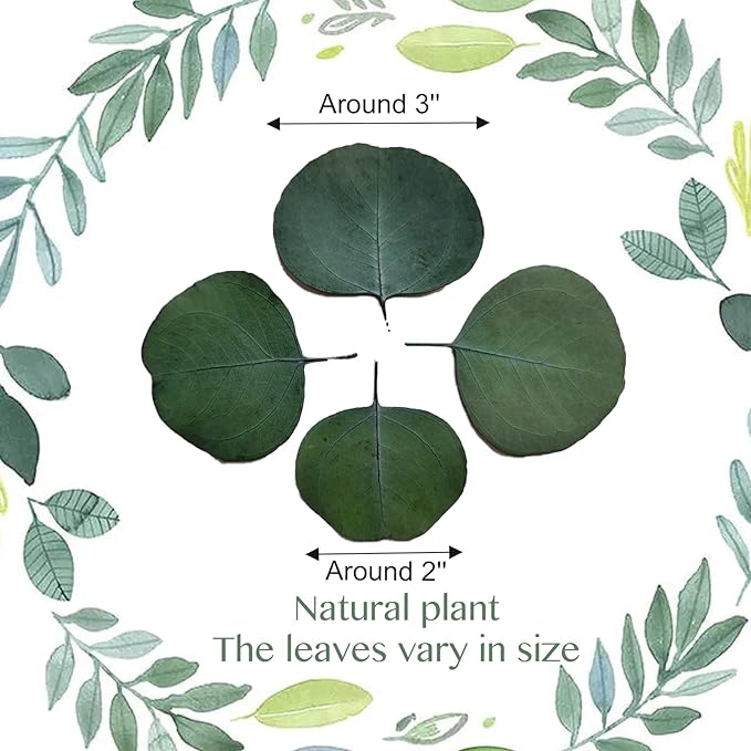 300+ Pcs Dried Real Eucalyptus Leaves, Rustic Boho Wedding Table Decor - Image 2