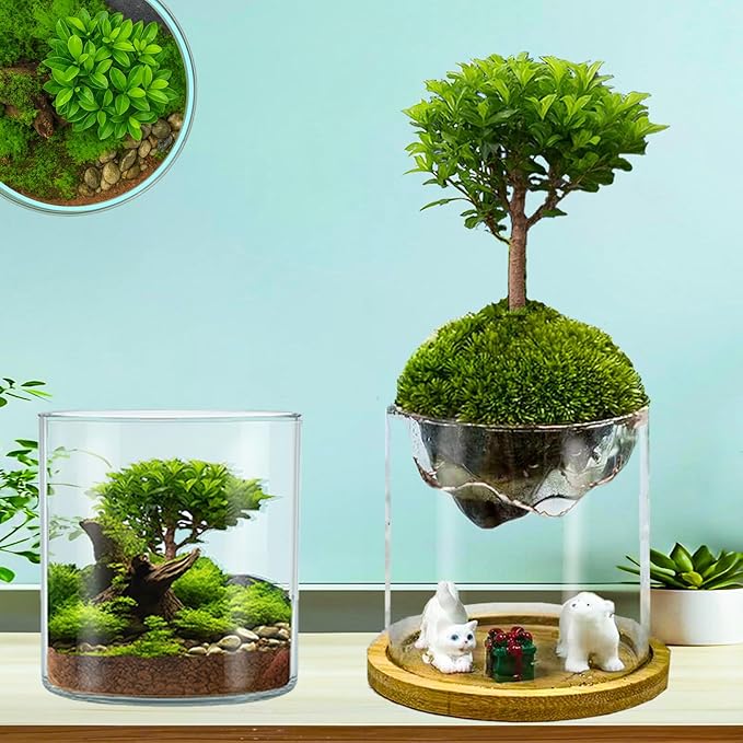 Versatile Plant Propagation Station Vase Hydroponic Planter Pot, Glass Plant - Image 8