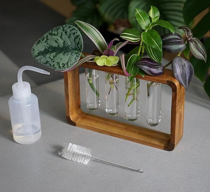 Source & Plot - Plant Propagation Station - Acacia Wood Stand 4 Glass Test Tube by Unknown