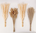 Natural Dried Pampas Grass Decor, Bunny Tails Dried Flowers, Reed Grass Bouquet by ANPROOR