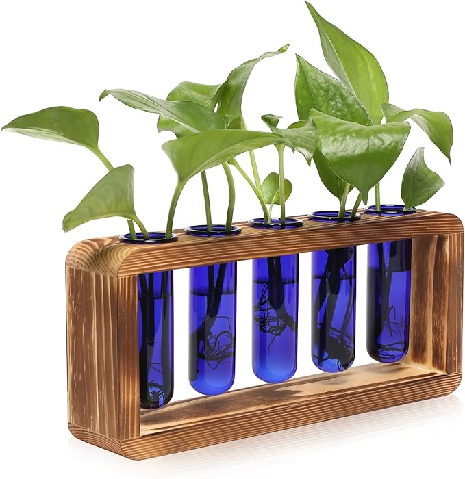 Glass Plant Propagation Station by Unknown