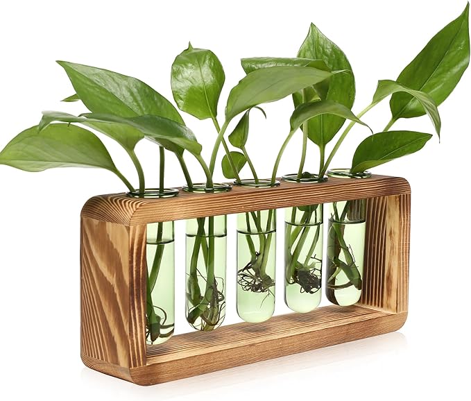 Glass Plant Propagation Station by Unknown