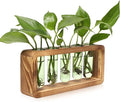 Glass Plant Propagation Station by Unknown