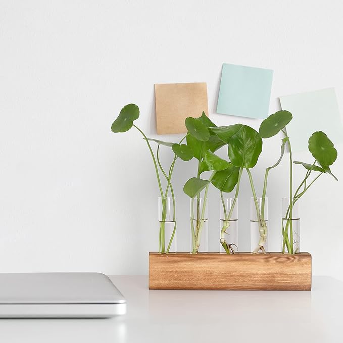 YIBOT Propagation Stations, Plant Terrarium - Image 8