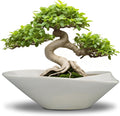 Bonsai Planter Pot by EPFamily