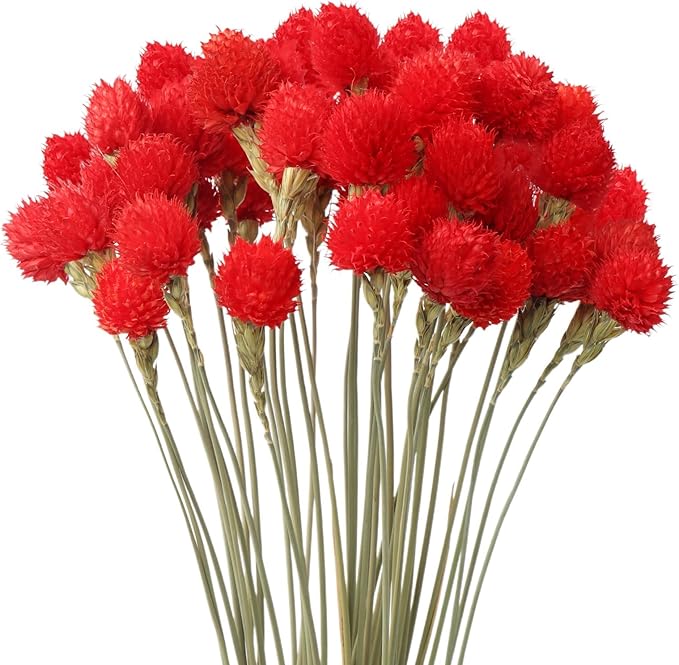 Dried Globe Amaranth Flower by MIHUAGE