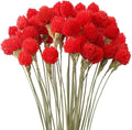 Dried Globe Amaranth Flower by MIHUAGE