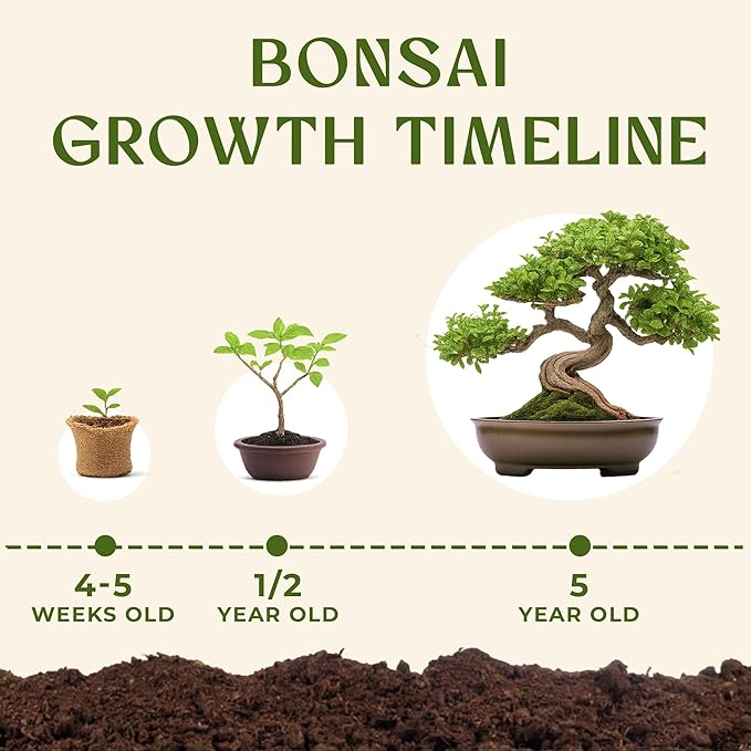 AVERGO Bonsai Tree Kit for Beginners – 5X Unique Japanese Bonzai Trees | - Image 7