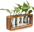 Glass Plant Propagation Station by Unknown