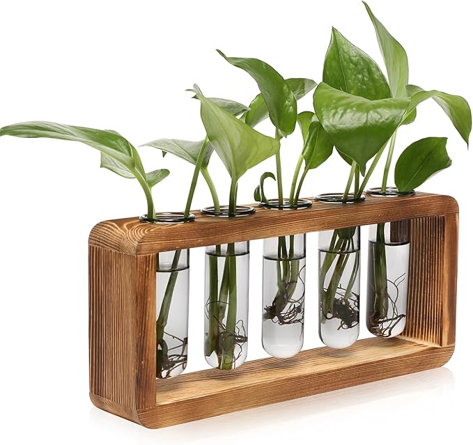 Glass Plant Propagation Station by Unknown