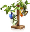 Plants Propagation Stations Plant Terrarium Kit Glass Planters by CYZglass