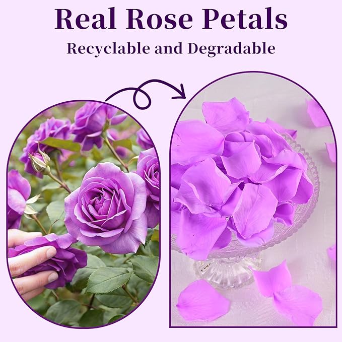 180 PCS Real Purple Rose Petals - Image 7