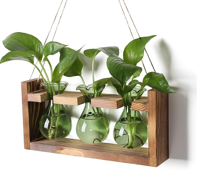 Plant Propagation Station Plant Terrarium Unique Birthday Gifts by Unknown