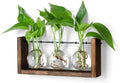 YIBOT Plants Propagation Stations, Plant Terrarium by YIBOT