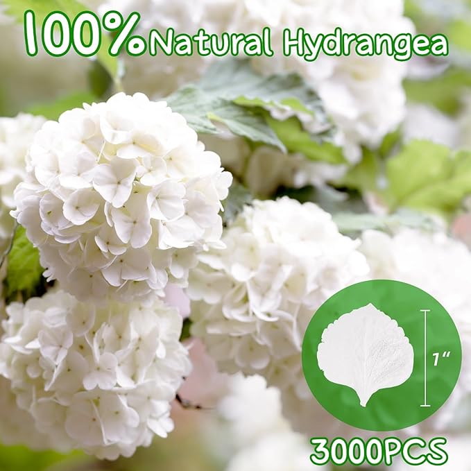 3000+Pcs Real Ivory White Dried Hydrangea Flower Petals - Image 2