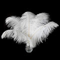 Ballinger Large White Ostrich Feathers by Ballinger