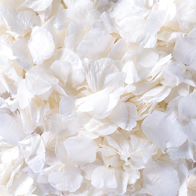 4500Pcs Ivory White Dried Hydrangea Flower Petals by Gifugi