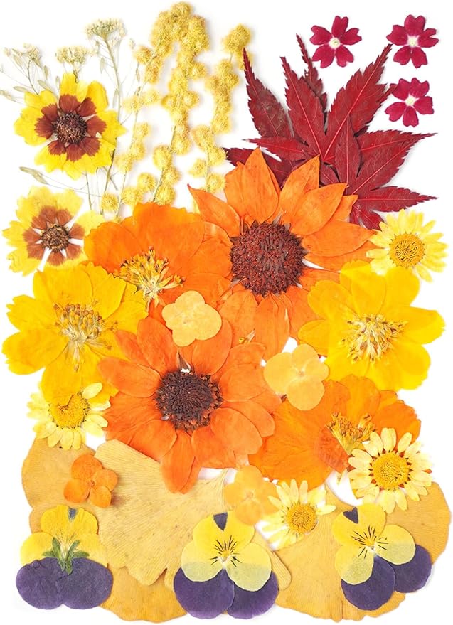12Types Real Dried Pressed Flowers Sunflowers by AHTONG