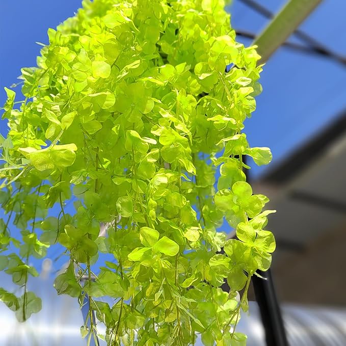 24 Pack Artificial Fake Wisteria Vine Ratta Hanging Garland Silk Flowers String - Image 3