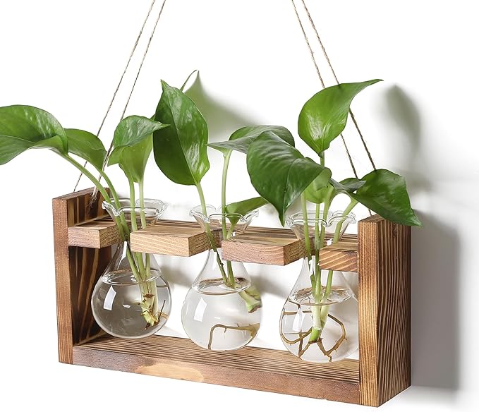 Plant Propagation Station Plant Terrarium Unique Birthday Gifts by Unknown