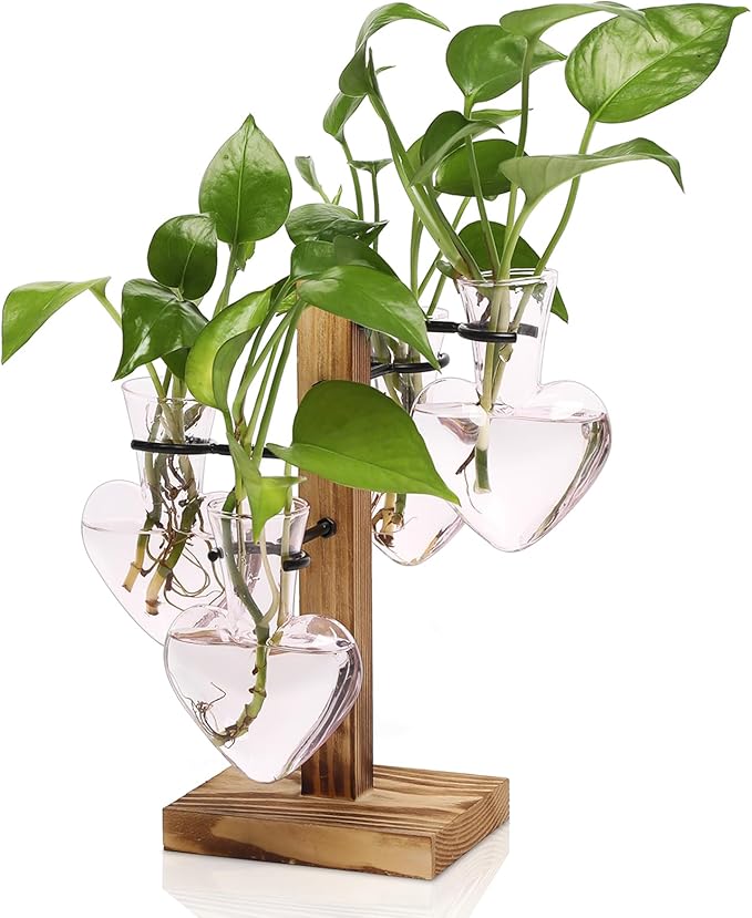 Plants Propagation Stations Plant Terrarium Kit Glass Planters by CYZglass
