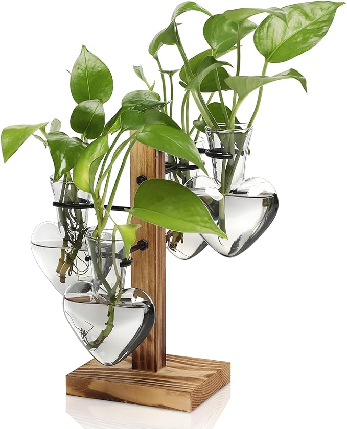 Plants Propagation Stations Plant Terrarium Kit Glass Planters by CYZglass