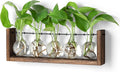 YIBOT Plants Propagation Stations, Plant Terrarium by YIBOT