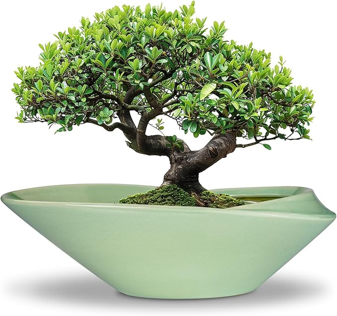 Ceramic Bonsai Pot by EPFamily