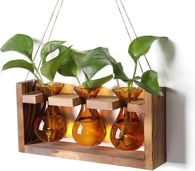 Plant Propagation Station Plant Terrarium Unique Birthday Gifts by Unknown