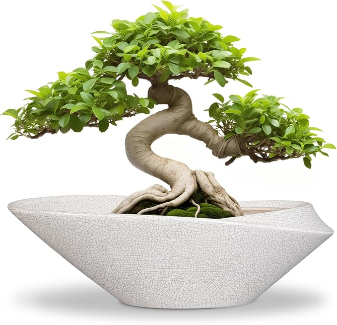 Bonsai Tree Pot by EPFamily