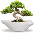 Bonsai Tree Pot by EPFamily