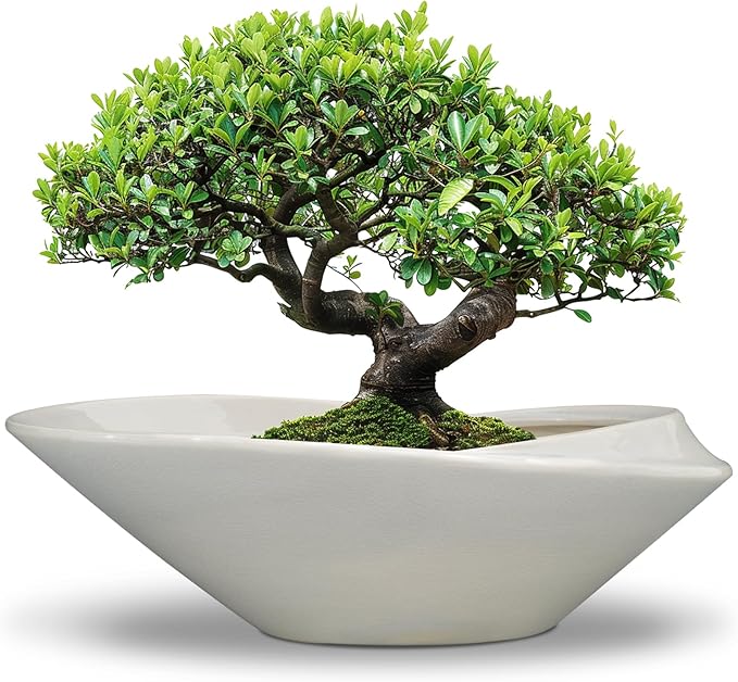 18 Inch Ceramic Bonsai Planter Pot by EPFamily