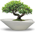 18 Inch Ceramic Bonsai Planter Pot by EPFamily