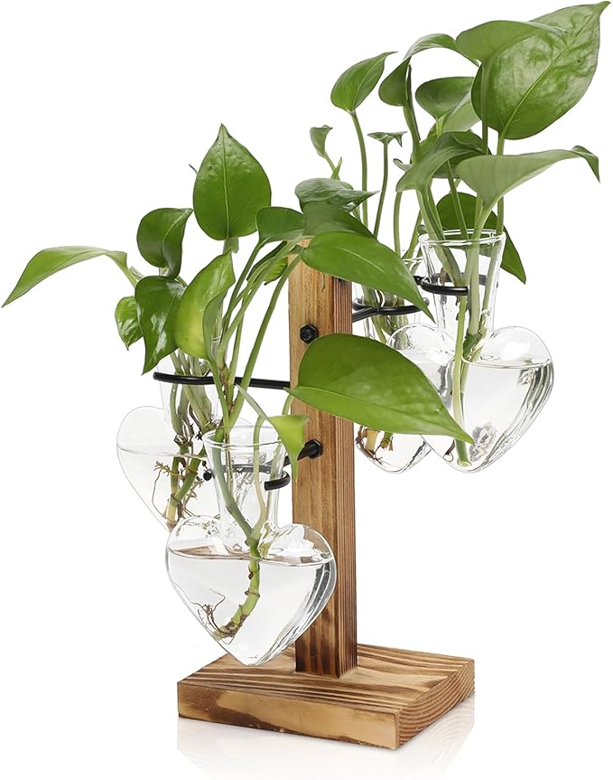 Plants Propagation Stations Plant Terrarium Kit Glass Planters by CYZglass