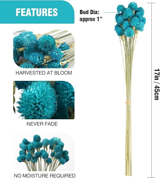 Dried Flower Tiffany Blue Globe Amaranth - Image 2