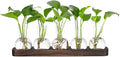 YIBOT Plant Propagation Stations, Glass Propagation Vases by YIBOT