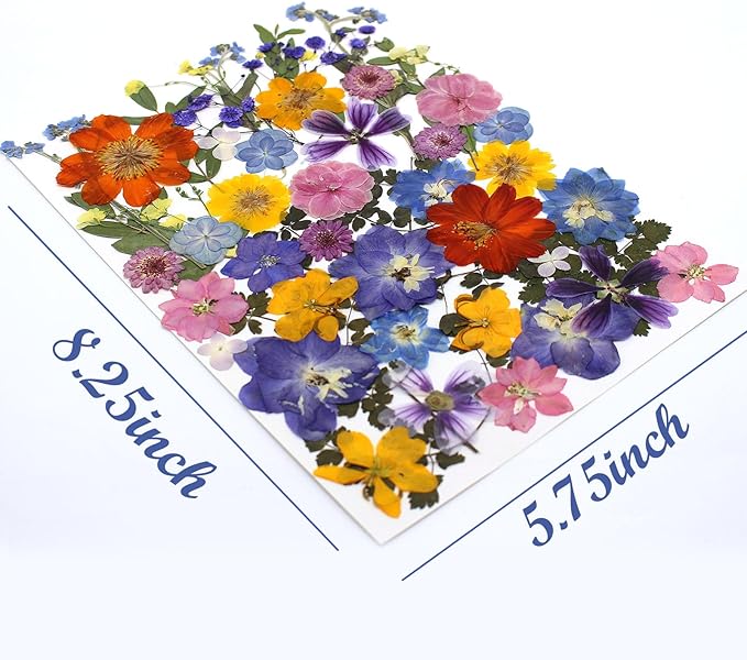 17 Types Retro Dried Pressed Flowers Leaf Plant Herbarium - Image 5