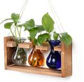 Plant Propagation Station Plant Terrarium Unique Birthday Gifts by Unknown