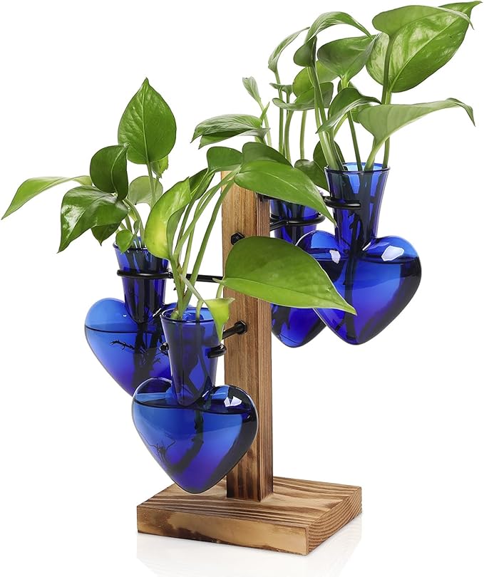 Plants Propagation Stations Plant Terrarium Kit Glass Planters by CYZglass