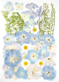 Real Dried Pressed Flowers Leaf Plant Herbarium by AHTONG