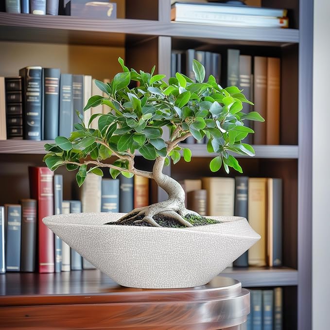 Bonsai Tree Pot - Image 2