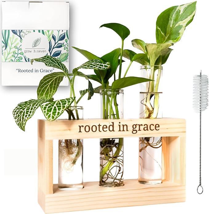 Rooted in Grace: Plant Propagation Stations: Plant Cutting Holder w/ 3 Glass - Image 3