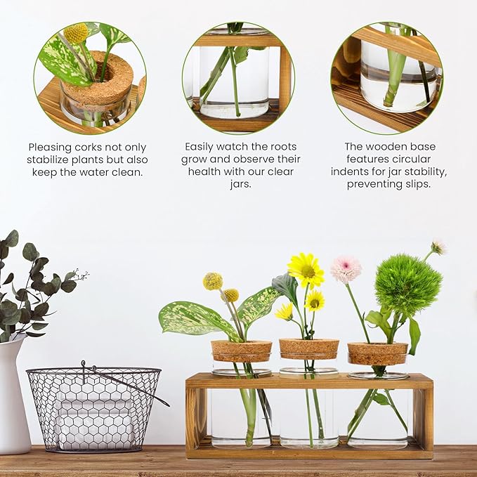 Propagation Stations, Plant Terrarium - Image 4