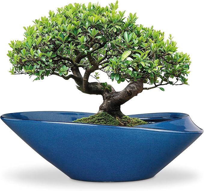 Bonsai Pot - 18 Inch Ceramic Planter by EPFamily