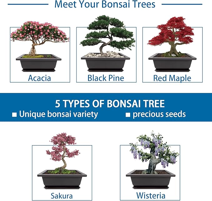 Bonsai Starter Kit, 5 Seeds Growing into Acacia, Including Complete Gardening - Image 3