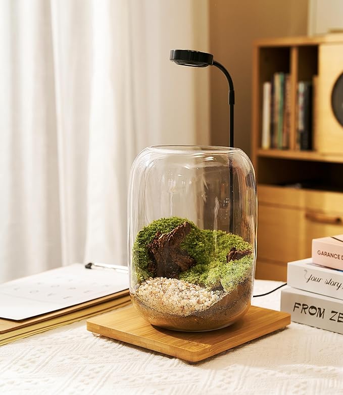 Terrarium Kit with Grow Light, Succulent Plants, Mini Gardening Set - Image 3