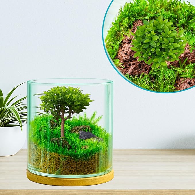 4 in 1 Plant Propagation Station Hydroponic Vase Planter Pot, Indoor Glass - Image 5