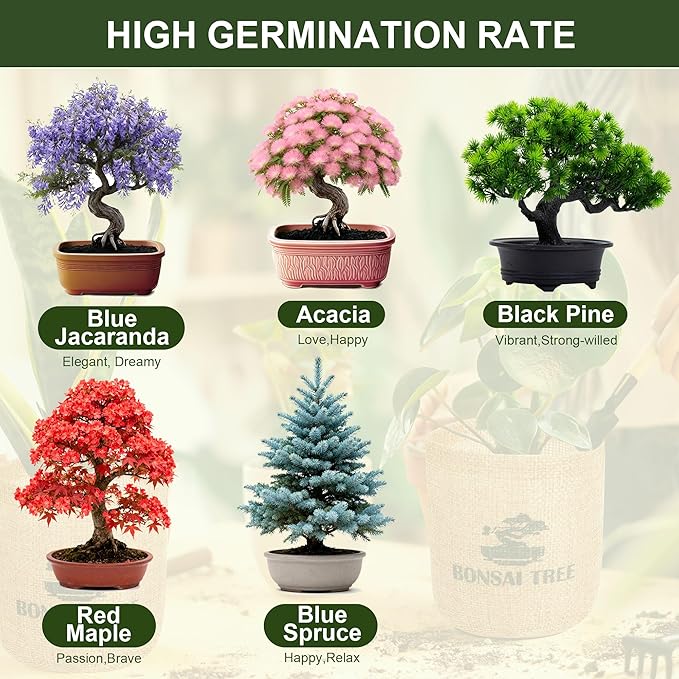 5 Pack Bonsai Tree Kit - Image 3