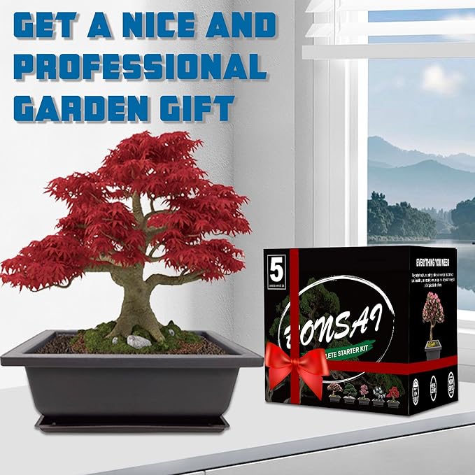 Bonsai Starter Kit, 5 Seeds Growing into Acacia, Including Complete Gardening - Image 5