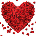 2000Pcs Rose Petals, Artificial Flower Petals Fake Rose Petals by Pyrrhiax